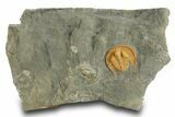 Orange Trinucleid Trilobite (Declivolithus) - Mecissi, Morocco #372453-1